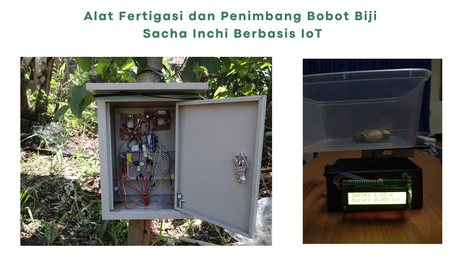 Alat Fertigasi dan Penimbang Bobot Biji Sacha Inchi Berbasis IoT